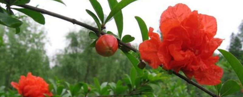 花石榴是常绿还是落叶植物