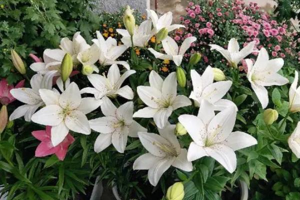 百合种植期间怎么浇水，浇水时间需尽量控制在上午