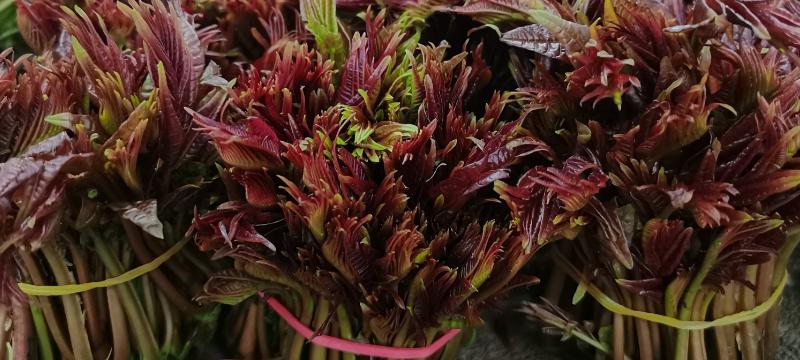 农村适合种什么野菜