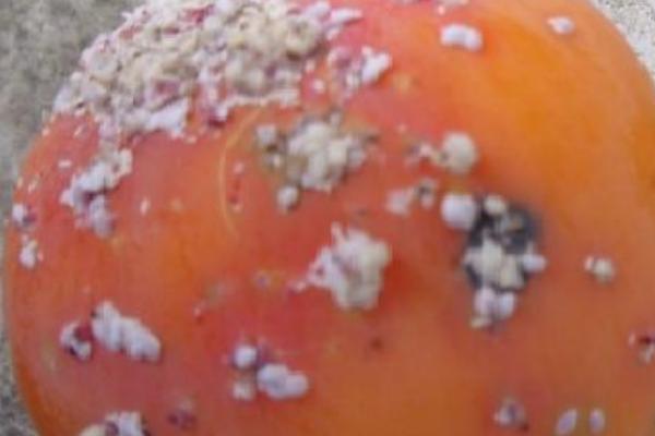 春季如何防治柿树红虱子，涂抹粘虫胶可阻杀上树成虫