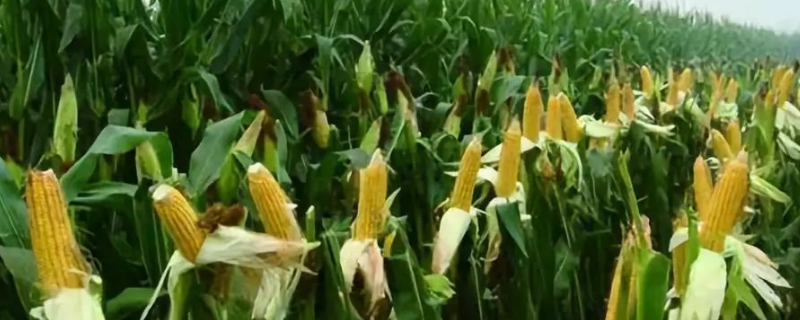 玉米是什么科植物