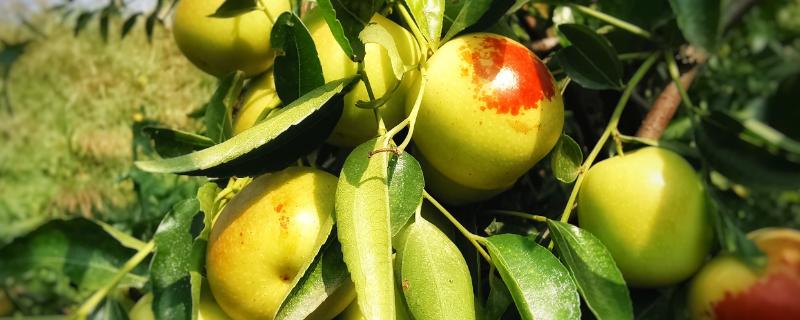 冬枣枣锈病症状及防治措施