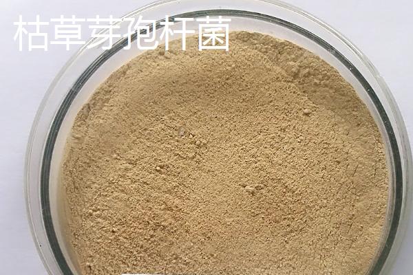 生物有机肥包含哪些有益菌，常见菌种有这7个