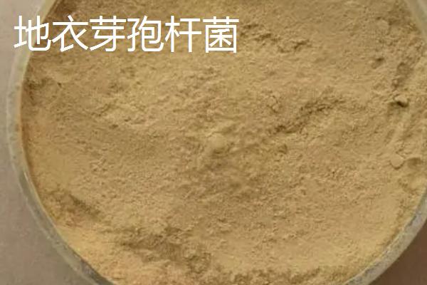 生物有机肥包含哪些有益菌，常见菌种有这7个