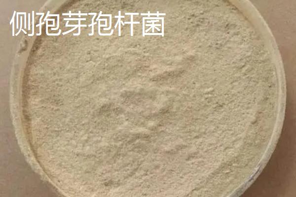 生物有机肥包含哪些有益菌，常见菌种有这7个