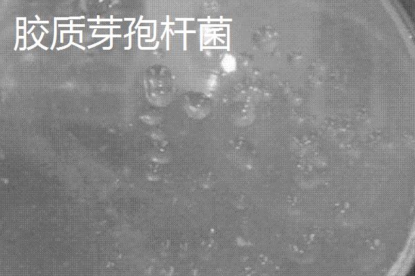 生物有机肥包含哪些有益菌，常见菌种有这7个