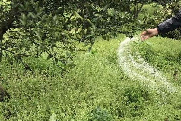 生物有机肥包含哪些有益菌，常见菌种有这7个