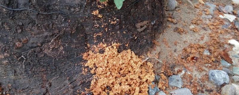 树根生虫怎么办
