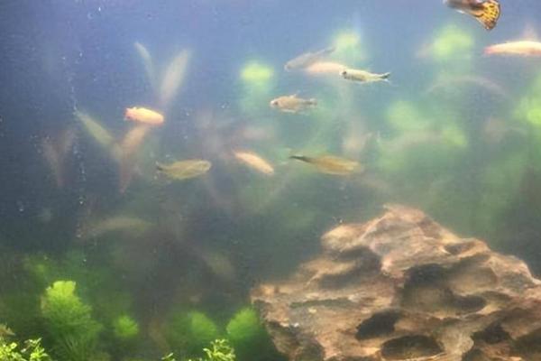 酸奶能不能让鱼缸水变清澈，直接使用会导致鱼儿大量死亡
