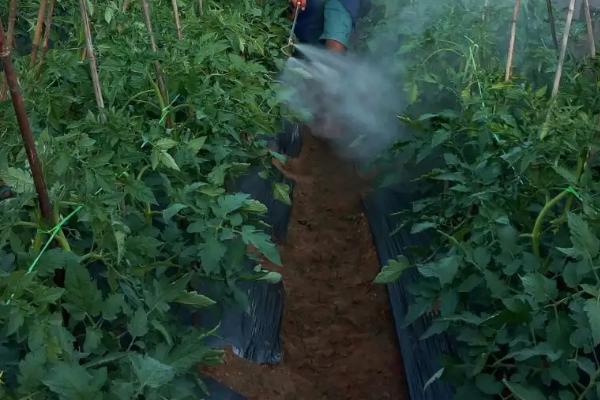 西红柿冲磷酸二氢钾膨果吗，高钾性的肥料可促进果实的生长