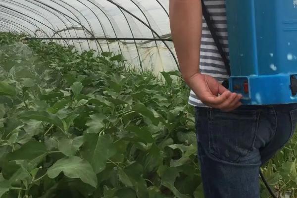 西红柿冲磷酸二氢钾膨果吗，高钾性的肥料可促进果实的生长