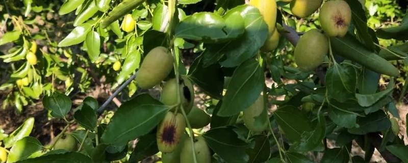 枣树用什么农药