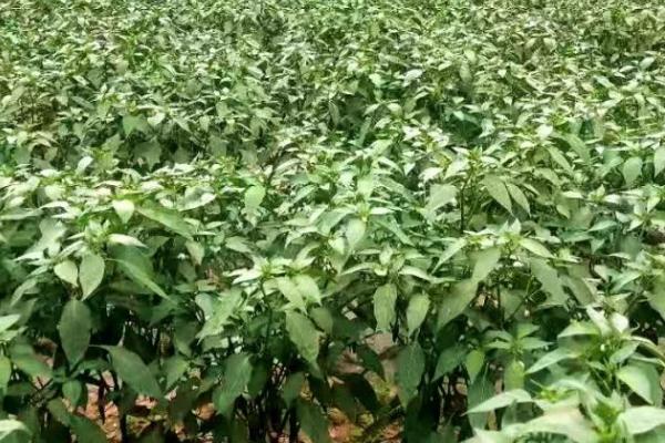 青椒如何正确施肥，盛产期要结合培土追施肥料
