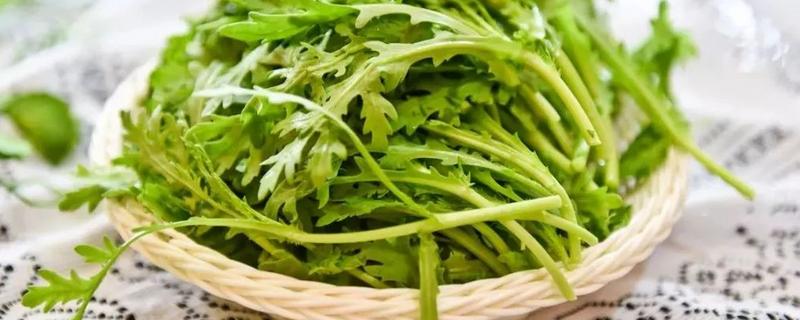 皇帝菜是茼蒿吗