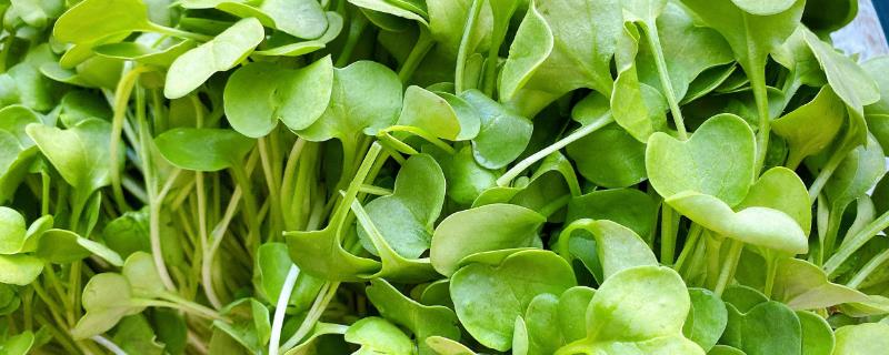 夏季怎么种植鸡毛菜