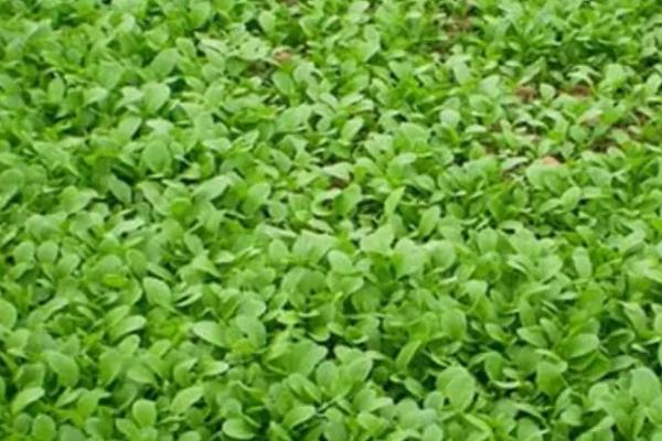 夏季怎么种植鸡毛菜，出苗前要注意保湿
