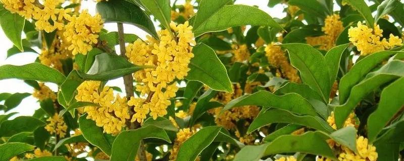 桂花是常绿还是落叶植物