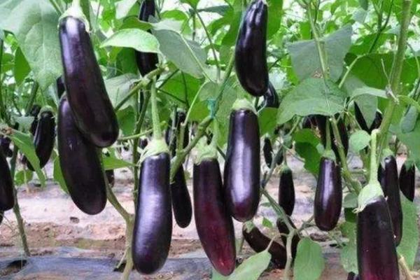 没有阳光可以种植茄子吗，直接影响结果