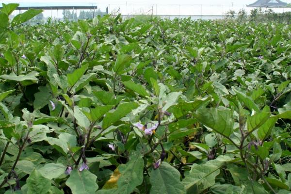 没有阳光可以种植茄子吗，直接影响结果