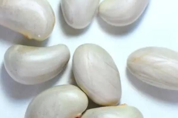 树菠萝的种子可以吃吗，又叫做菠萝蜜