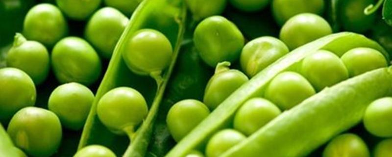 豆荚靠什么传播种子