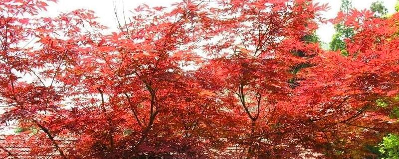 日本红枫怎么繁殖