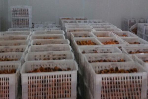 防止果蔬失水的办法，失水会影响品质和耐贮性