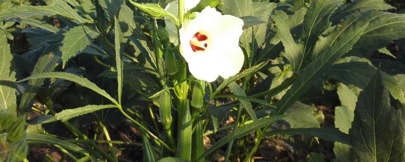 盆栽黄秋葵种植技术