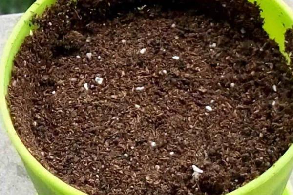 盆栽黄秋葵种植技术，花盆越宽大越好