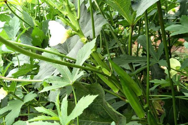 盆栽黄秋葵种植技术，花盆越宽大越好