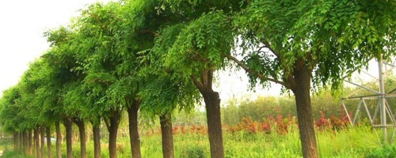 国槐是落叶还是常绿植物