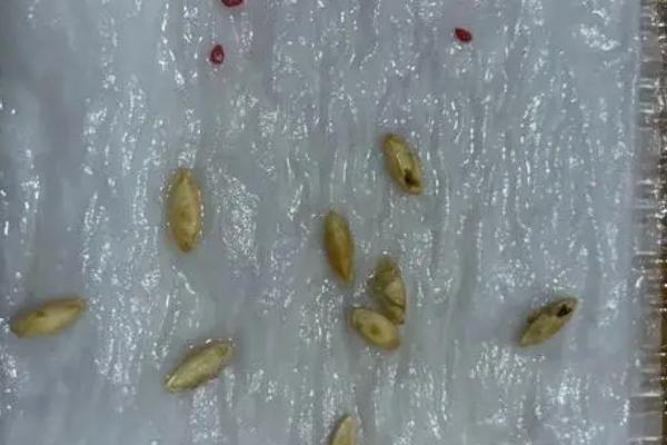 如何防治番茄炭疽病，属侵染性病害