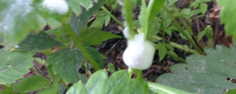 芹菜生蜜虫怎么办