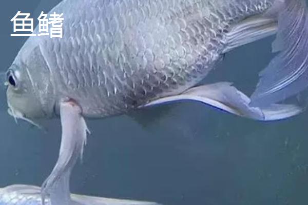 鱼有没有眼皮，眼皮对于水生动物来说意义不大