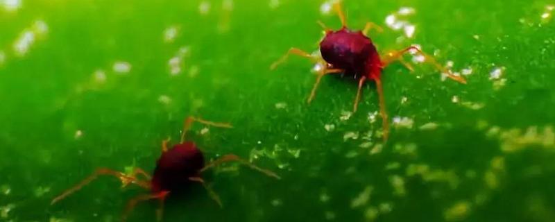 毒死蜱能杀红蜘蛛吗