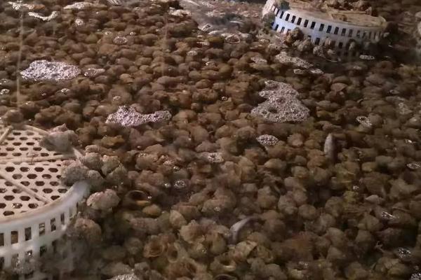 海螺能不能养活，饲养期间要控制盐度