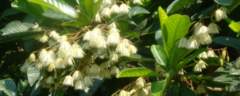 杜英常绿还是落叶植物