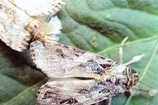 棉花田斜纹夜蛾的防治技术，常常导致棉株被洗劫成光杆