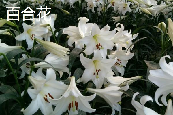 卧室不宜养什么花，这5种均不适合放在室内