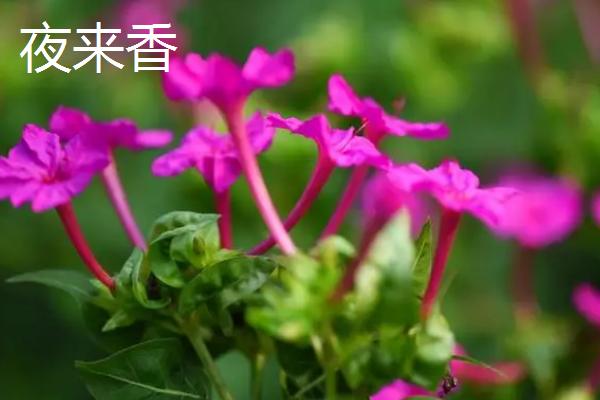 卧室不宜养什么花，这5种均不适合放在室内