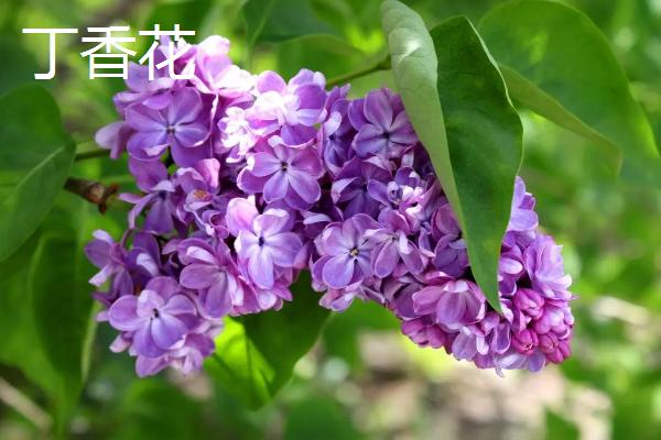 卧室不宜养什么花，这5种均不适合放在室内