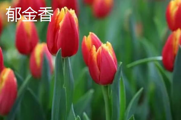 卧室不宜养什么花，这5种均不适合放在室内