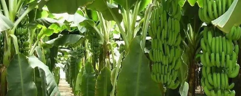 香蕉是怎么繁殖的