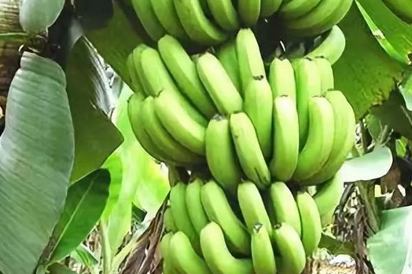 冬季如何给香蕉补钾肥，是必须补的肥料
