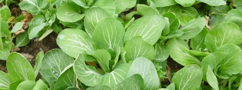 青菜生密虫怎么办