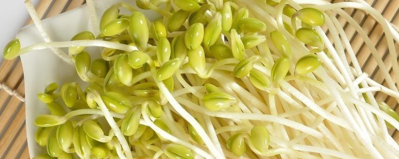 绿豆芽怎么发才好