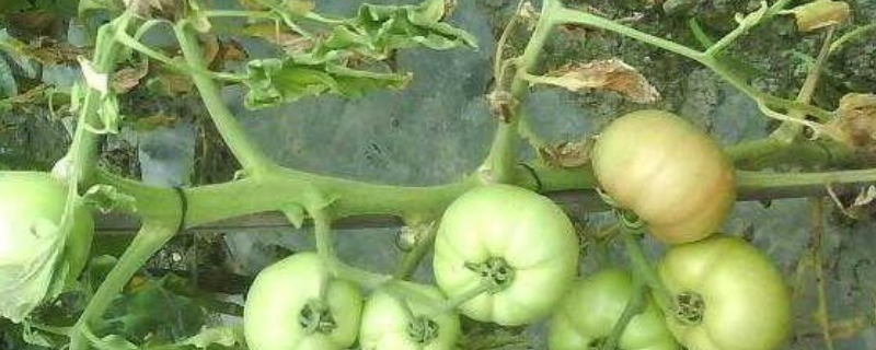 番茄枯萎病防治技术要点