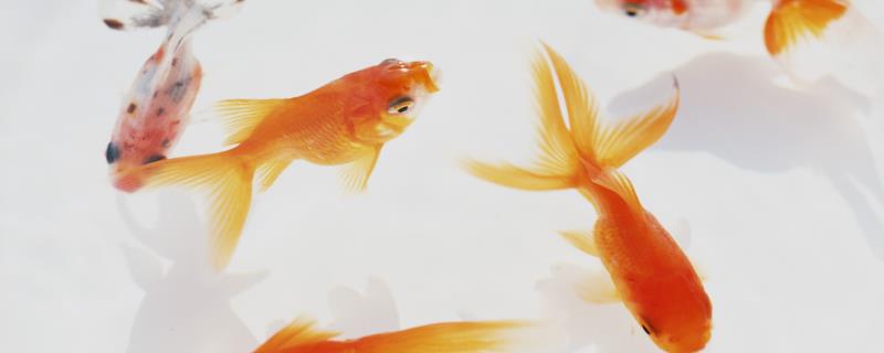 金鱼繁殖征兆和注意事项