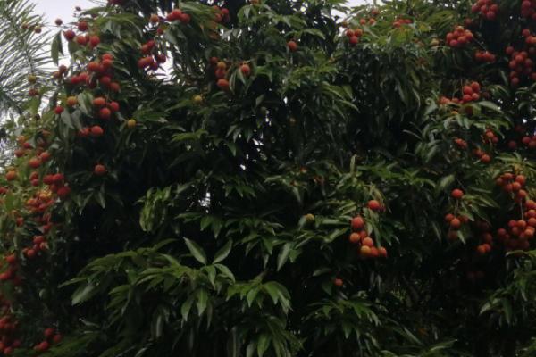 荔枝树叶片发黄的原因，缺肥缺水是常见因素