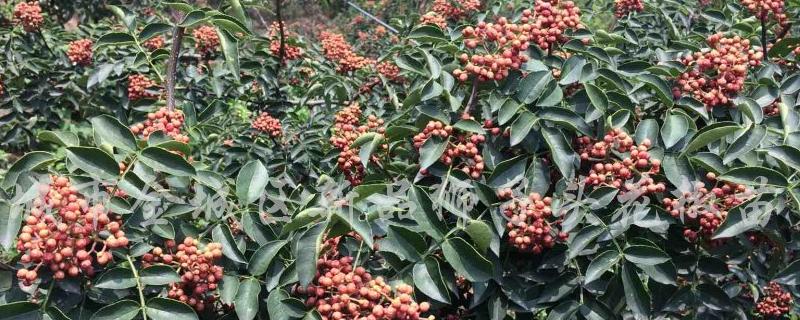 韩城无刺花椒苗价格是多少钱一棵